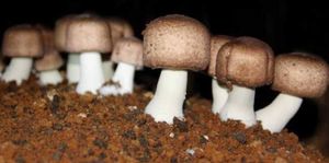 Projeto Cogumelos - Projeto Cogumelo 