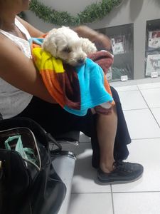 Vaquinha Online - Cirurgia para salvar minha cachorrinha Mel 