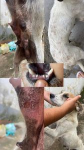 Ajude a Repolho 🥬