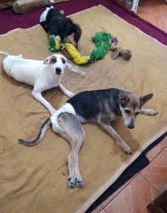 São Paulo/SP - NÃO DEIXE QUE MAIS DE 70 ANIMAIS VÃO PARA A RUA
