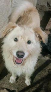 Vaquinha Online - NÃO DEIXE QUE MAIS DE 70 ANIMAIS VÃO PARA A RUA