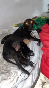NÃO DEIXE QUE MAIS DE 70 ANIMAIS VÃO PARA A RUA imagem 6