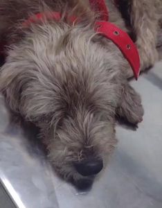 ONGs - NÃO DEIXE QUE MAIS DE 70 ANIMAIS VÃO PARA A RUA