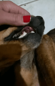 Sabrina Marques - AJUDE OS NOSSOS ANJINHOS DE QUATRO PATAS