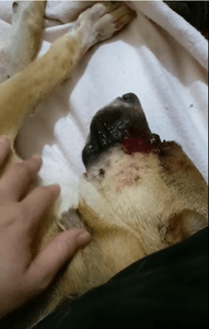 Animais - AJUDE OS NOSSOS ANJINHOS DE QUATRO PATAS