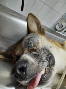 Campinas/SP - AJUDE OS NOSSOS ANJINHOS DE QUATRO PATAS