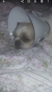 AJUDE OS NOSSOS ANJINHOS DE QUATRO PATAS imagem 10