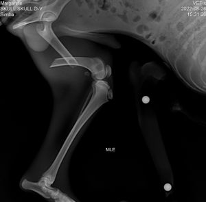 AJUDE OS NOSSOS ANJINHOS DE QUATRO PATAS imagem 7
