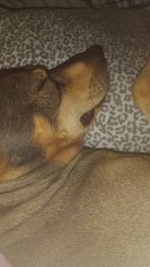 AJUDE OS NOSSOS ANJINHOS DE QUATRO PATAS imagem 6