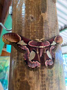 CLIPE-DOCUMENTÁRIO "MEDICINA" 🌿✨ imagem 6