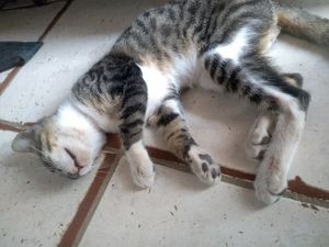 Vaquinha Online - AJUDA PRA CIRURGIA DO MEU GATO !!!