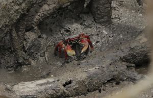 Educação - ILHA DO CARDOSO 7º ANO - CSD