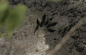 São Paulo/SP - ILHA DO CARDOSO 7º ANO - CSD