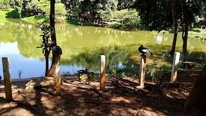 Criação de Ong de proteção ambiental das nascentes de Americana imagem 7