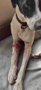 Animais - Vamos Ajudar o Mustafa 