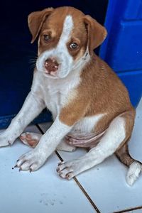 Mudança Turma do Chico SLZ imagem 10