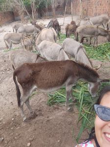 São Luís/MA - Mudança Turma do Chico SLZ