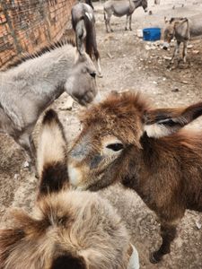 Turma do Chico SLZ - Mudança Turma do Chico SLZ