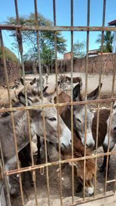 Animais - Mudança Turma do Chico SLZ