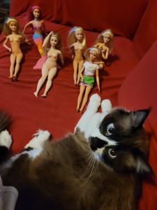 Animais - Miauventura pela Itália!