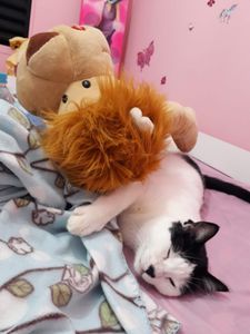 São Paulo/SP - Miauventura pela Itália!