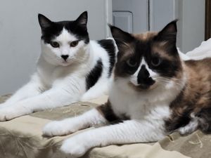 Miauventura pela Itália! imagem 6