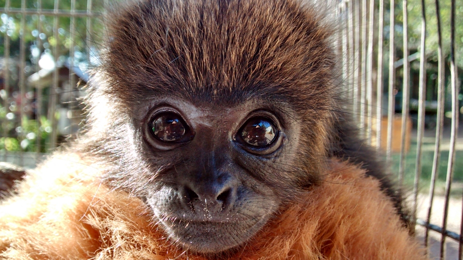 TODOS PELO MUCKY: ajude o projeto que há 38 anos transforma a vida de primatas vítimas maus tratos, atropelamentos, eletrocussões e queimadas