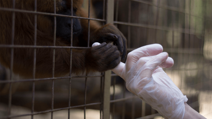 Vaquinha Online - TODOS PELO MUCKY: ajude o projeto que há 38 anos transforma a vida de primatas vítimas maus tratos, atropelamentos, eletrocussões e queimadas