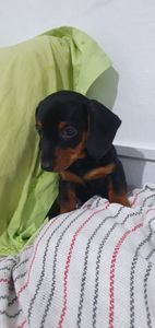 Saúde e Emergências - Tratamento do Bob