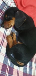 Vaquinha Online - Tratamento do Bob