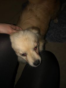 Ajude um cãozinho de rua