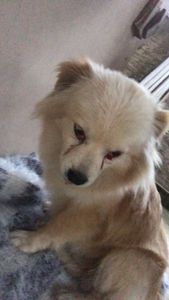 Vaquinha Online - Ajude um cãozinho de rua