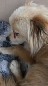 Animais - Ajude um cãozinho de rua