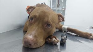 Vaquinha Online - Kawaii! O nosso herói precisa de ajuda!