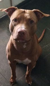 Kawaii - Kawaii! O nosso herói precisa de ajuda!