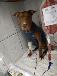 São Paulo/SP - Kawaii! O nosso herói precisa de ajuda!