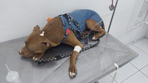 Kawaii! O nosso herói precisa de ajuda! imagem 6