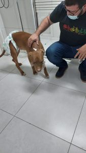 Animais - Kawaii! O nosso herói precisa de ajuda!