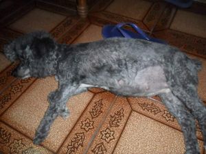 Andrea Regina Alba - Ajude Meg a operar 