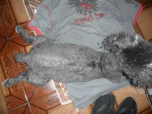 Vaquinha Online - Ajude Meg a operar 