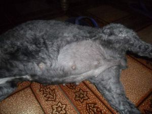 Paulista/PE - Ajude Meg a operar 