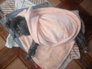 Animais - Ajude Meg a operar 