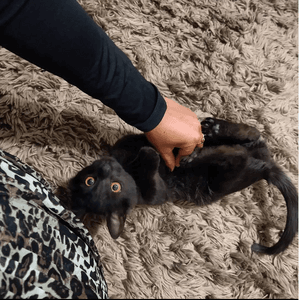 Vaquinha Online - REFORMA E FORMALIZAÇÃO DA ONG E AUXÍLIO PARA ACOLHIMENTO DE NOVOS GATINHOS