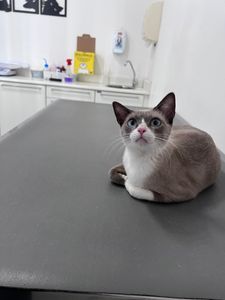 Vaquinha Online - Justiça pela Guito, gatinha que perdeu um rim  