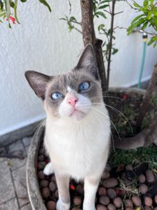 Justiça pela Guito, gatinha que perdeu um rim  