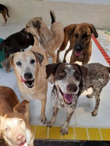 AJUDE O ABRIGO DO SEU ALBERTO A REFORMAR O PISO! imagem 7