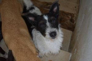 AJUDE O ABRIGO DO SEU ALBERTO A REFORMAR O PISO! imagem 8