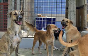 Vaquinha Online - AJUDE O ABRIGO DO SEU ALBERTO A REFORMAR O PISO!