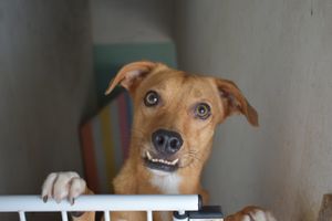 AJUDE O ABRIGO DO SEU ALBERTO A REFORMAR O PISO! imagem 6