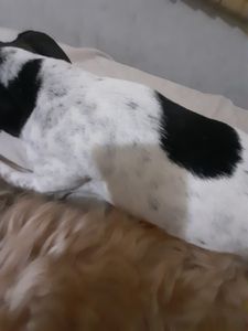 Animais - Ajude um animal